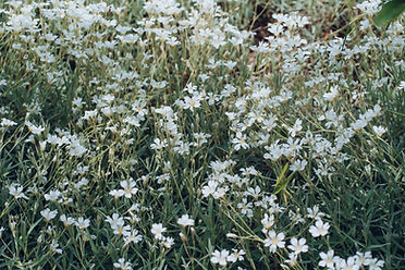 Montanara_web_017.jpg