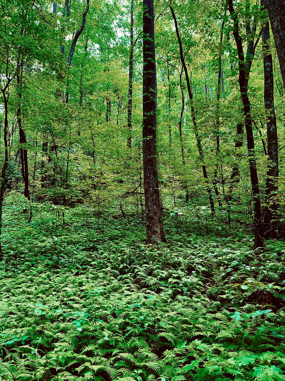 tennessee-mountains.jpeg