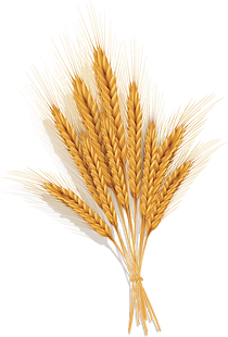 pngegg (11).png
