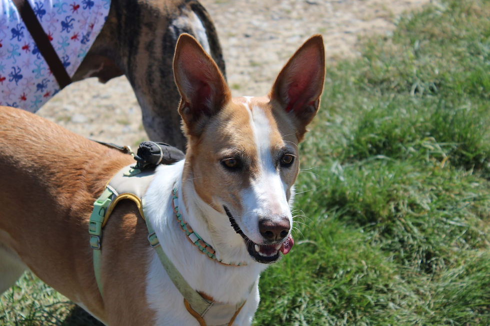 Vue rapprochée d'un harnais anti-traction bien ajusté sur un chien