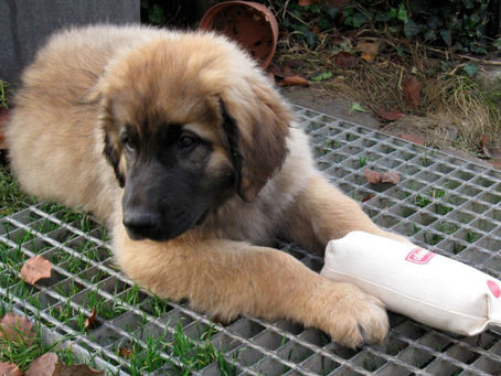 Les 5 Erreurs Cruciales à Éviter pour une Éducation de Chiot Réussie.