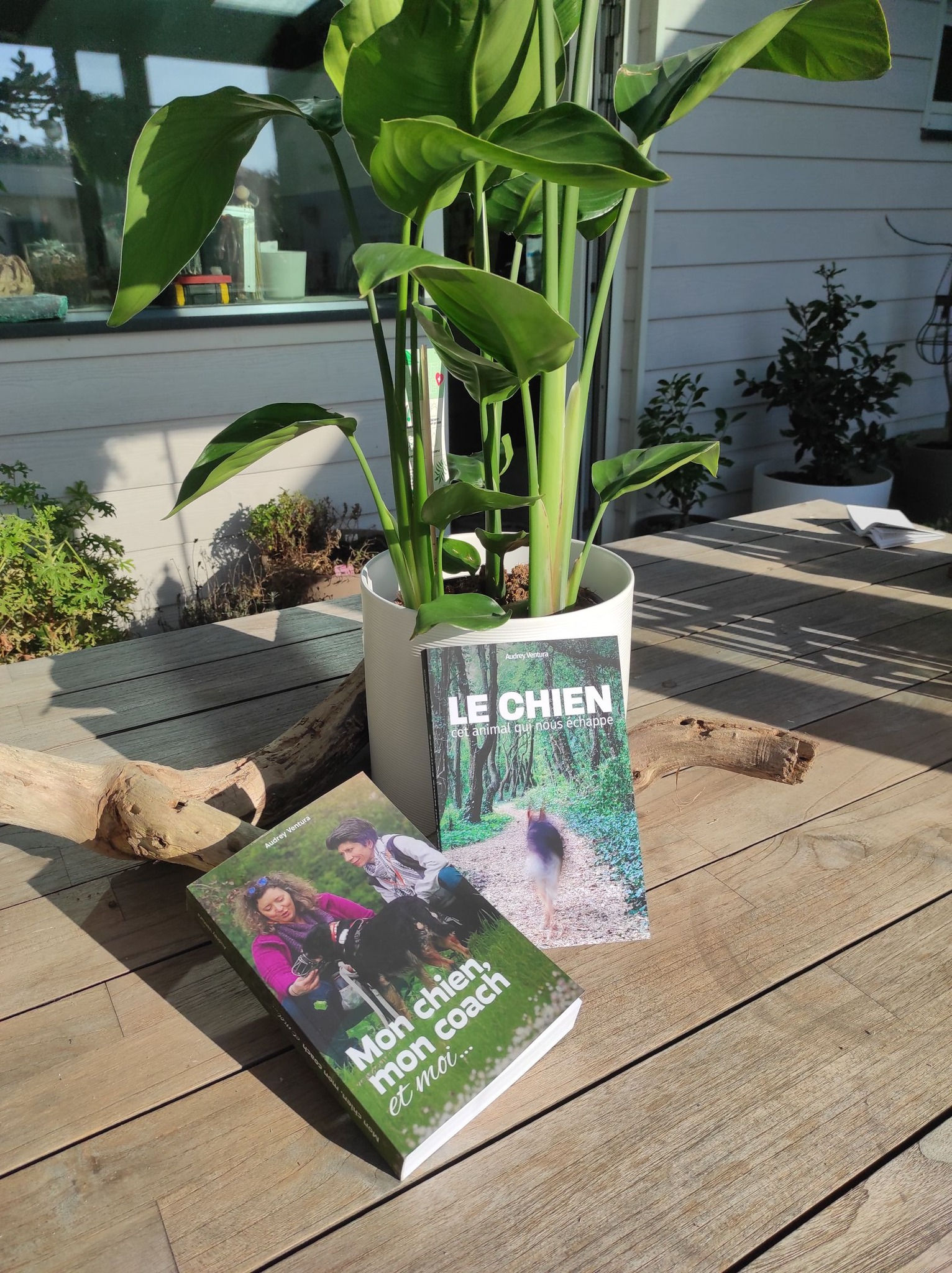 Audrey Ventura -LE CHIEN Cet animal qui nous échappe