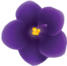 African-Violet_single-bud_no-leaf.png