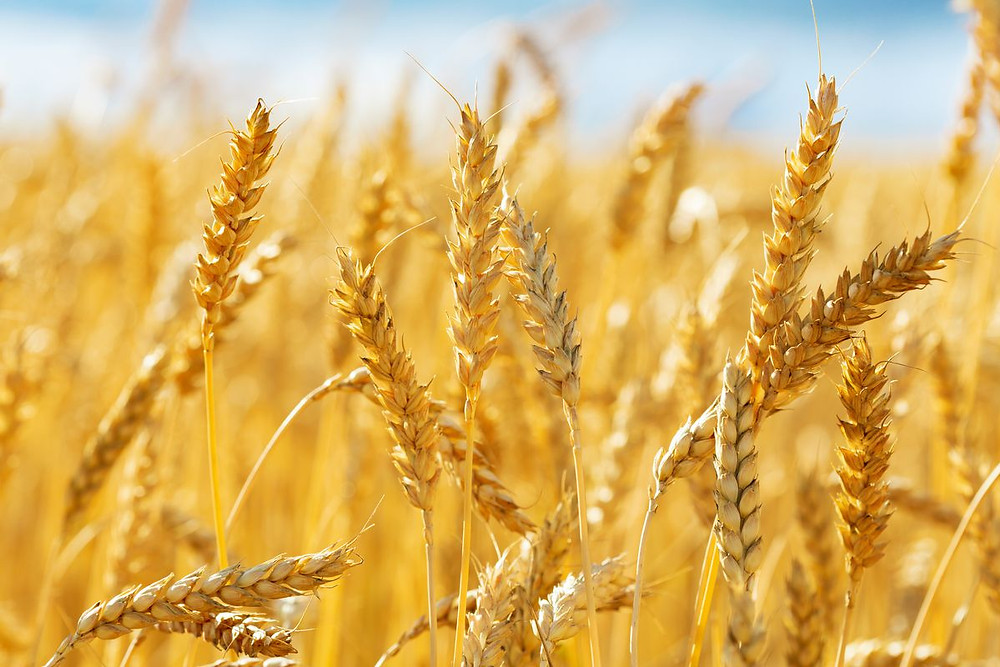 Argentina becomes 1st country to approve genetically modified wheat