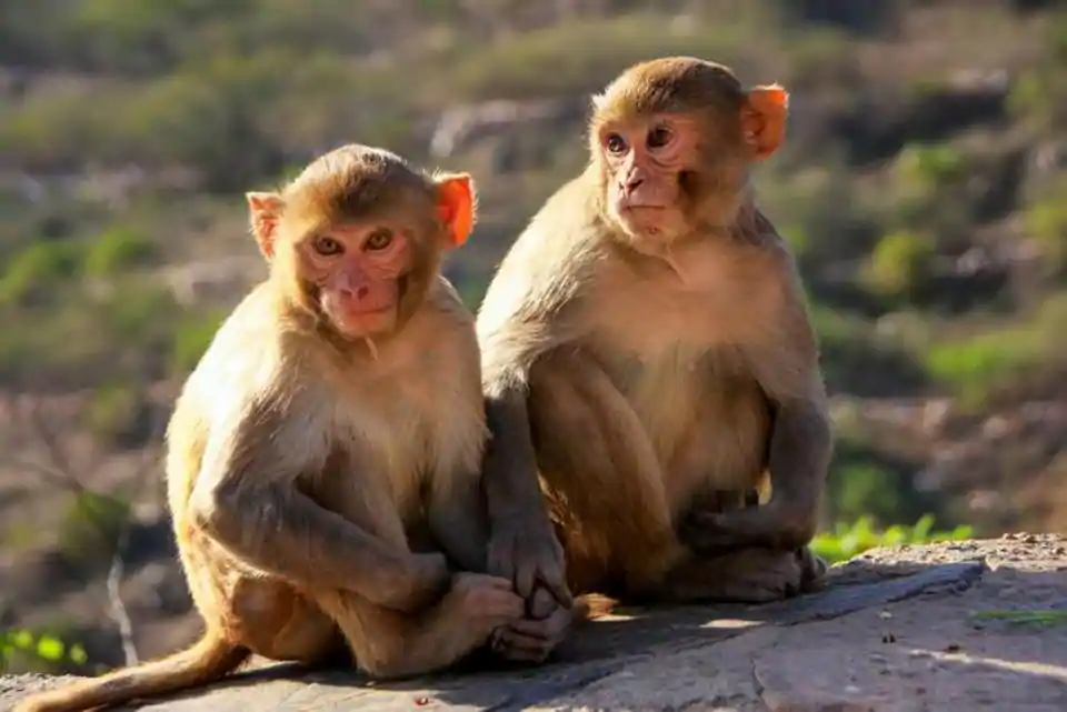 6.4 mn-yr-old monkey fossils discovered in China