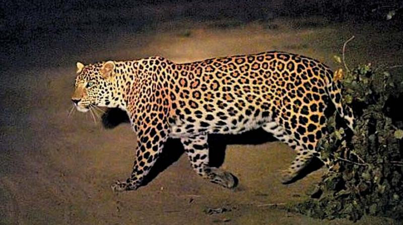 Student attacked by a leopard while attending the online class