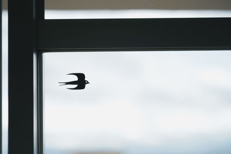 団地 リノベーション ガラスドア ツバメ ロゴ