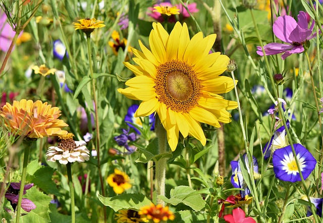 Insights Flower Farm at the Bradley County Farmers Market