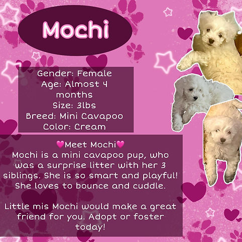 Mochi 5-16-26.jpeg