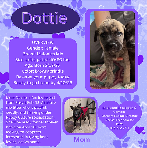 Puppy #3 Girl Dottie (1).png