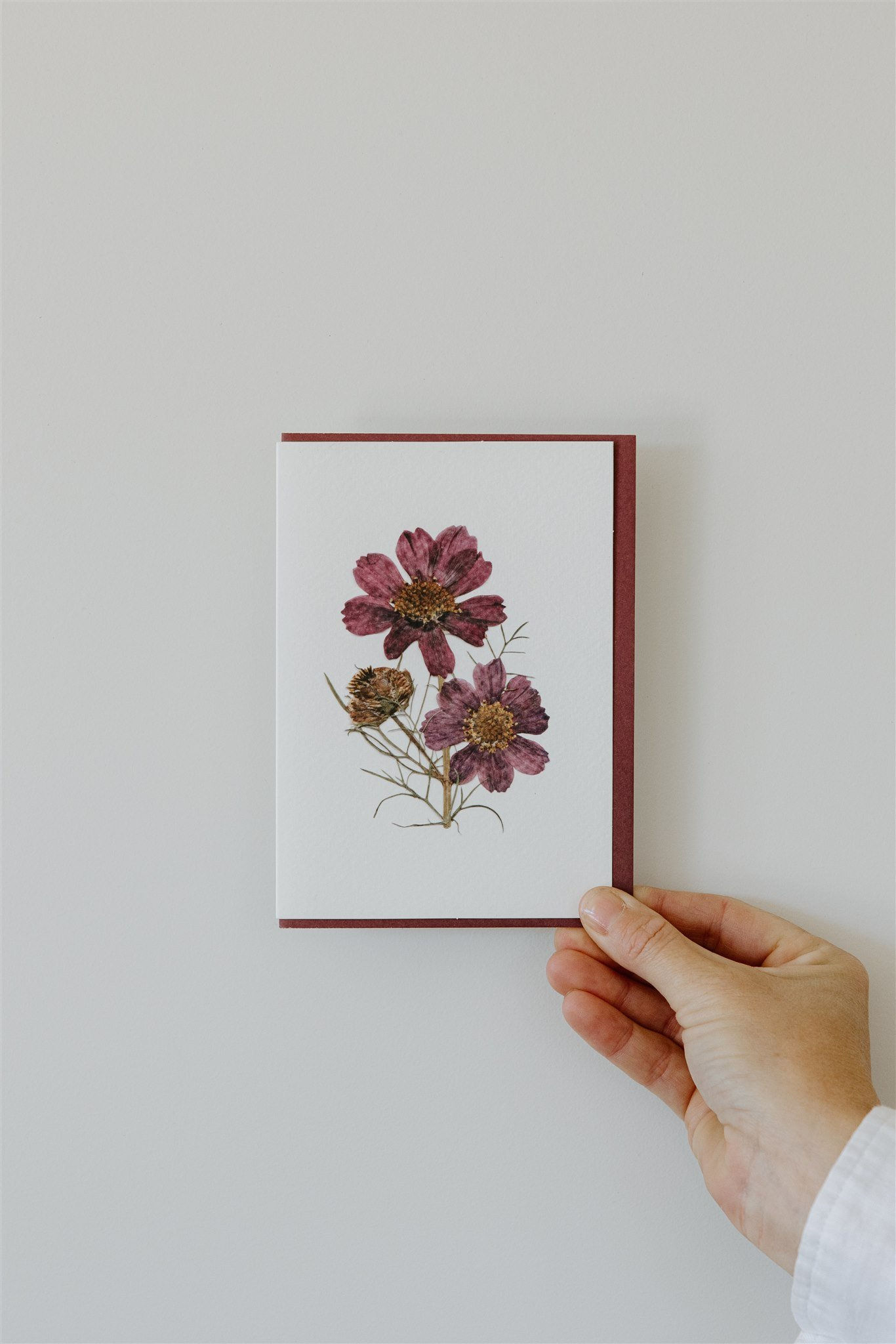 Botanic Press Greeting Card - Cosmos