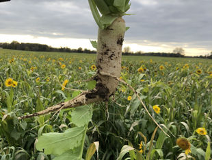 Building an Agronomic Strategy for Scaling Regenerative Ag: Defining the Problem from the Farmgate Out