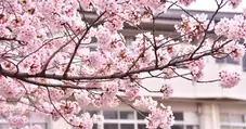 入学 - The beginning of the school year in Japan