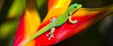 Why We Like Geckos in Our Homes on Maui
