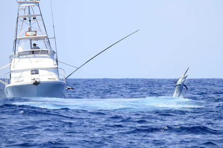 Magnificent Maui Sport Fishing