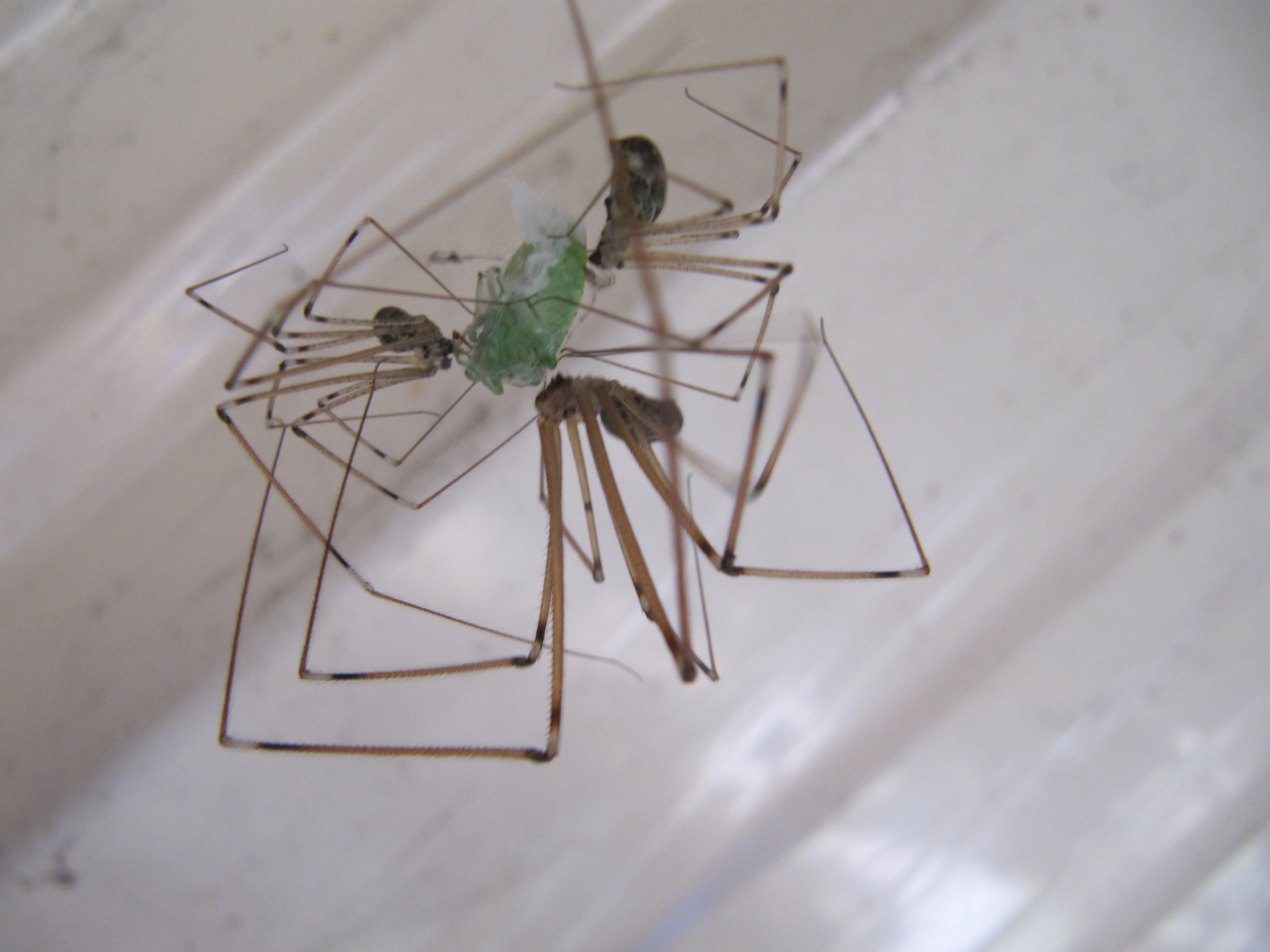 Holocnemus pluchei