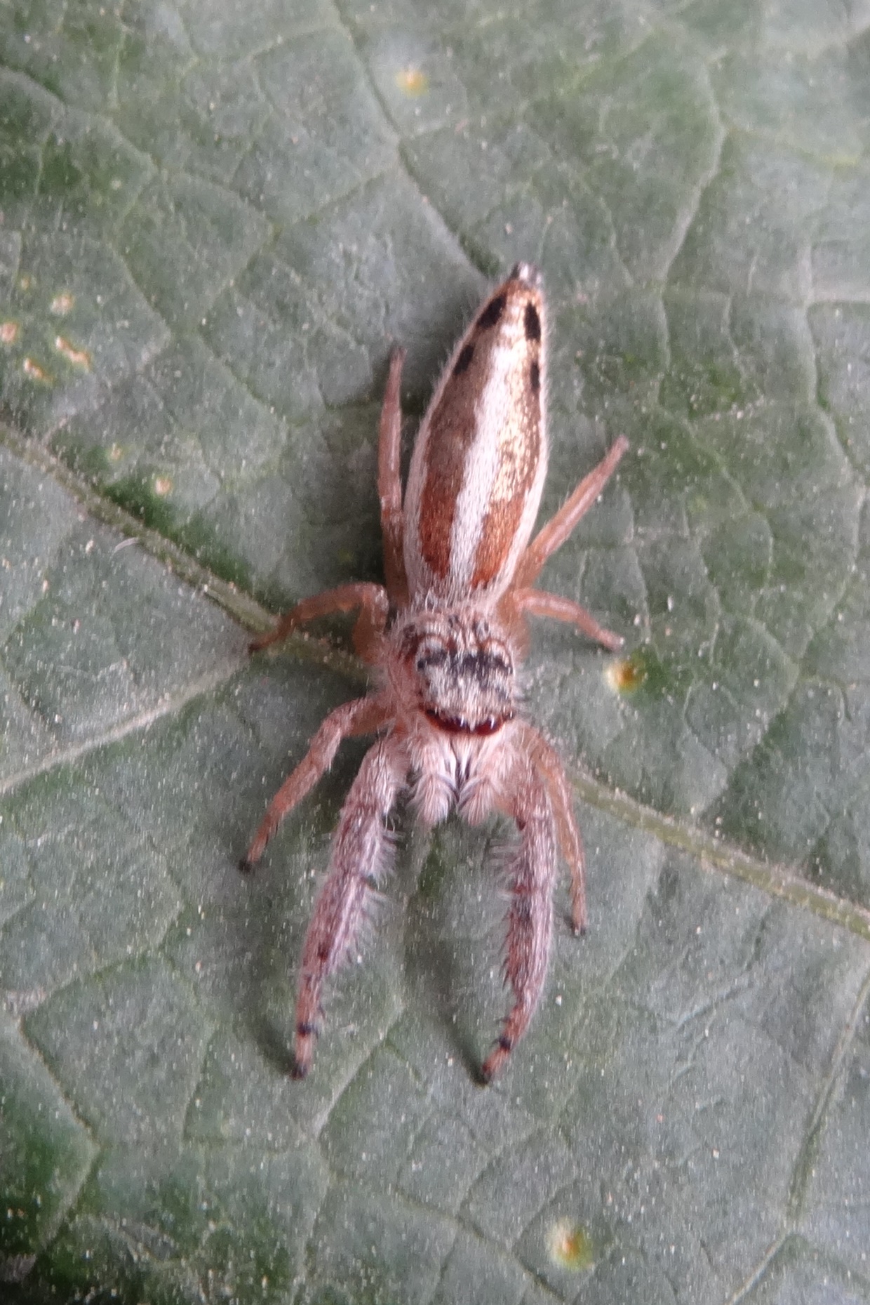 Mendoza canestrinii