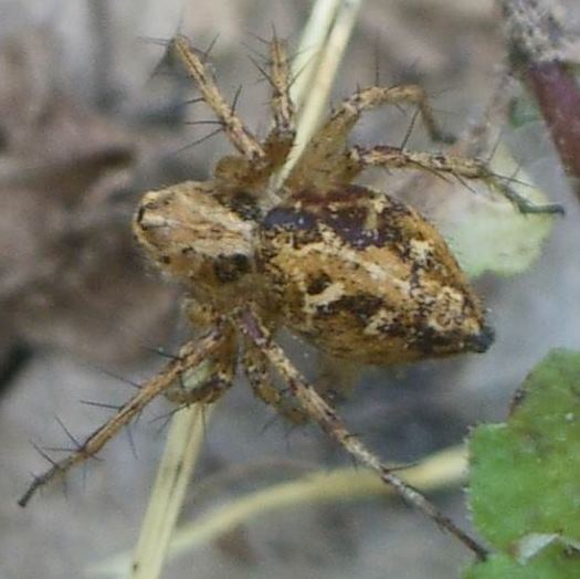 IMGP8999 - Oxyopes heterophtalmus