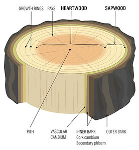 timber Sapwood and Heartwood graphic
