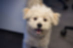 Doni