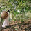 Thumbnail: Gushu White Tea from Youle Mountain (15 mini tea cakes per box)