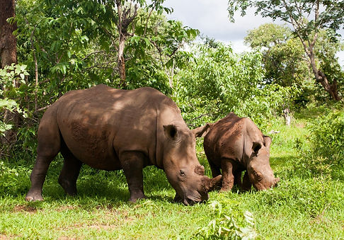 Mosi-oa-Tunya-rhino-1.jpg