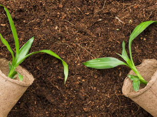 Unlocking the Secrets of Vermicompost for a Thriving Garden
