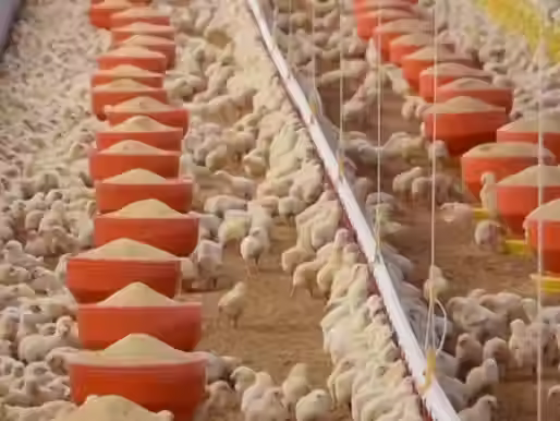 AGUASCALIENTES, SEGUNDO LUGAR NACIONAL EN PRODUCCIÓN DE CARNE DE POLLO
