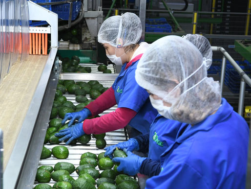 Certificado Laboral para la Agroexportación protege derechos de jornaleros del aguacate