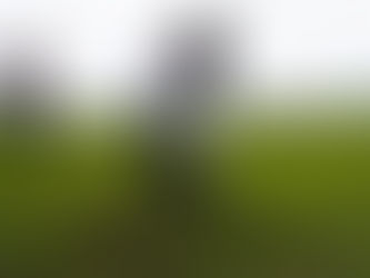 Michoacán reporta aumento de 120% en reforestación de áreas de conservación