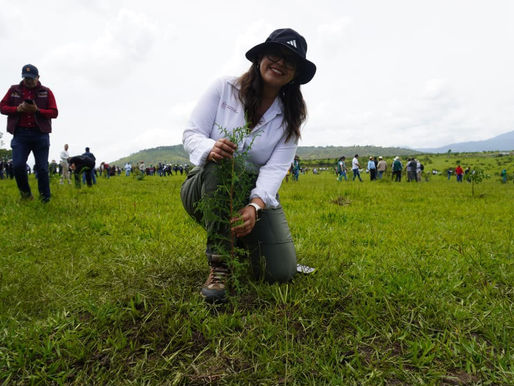 Michoacán reporta aumento de 120% en reforestación de áreas de conservación