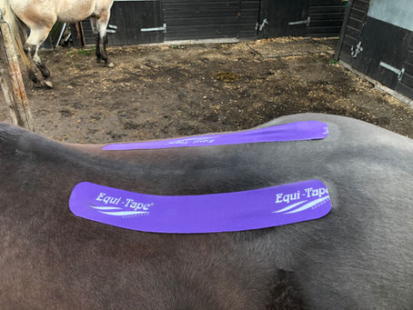 Can Kinesiology Tape Benefit My Horse?