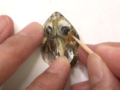 やって見よう！煮干しの解剖