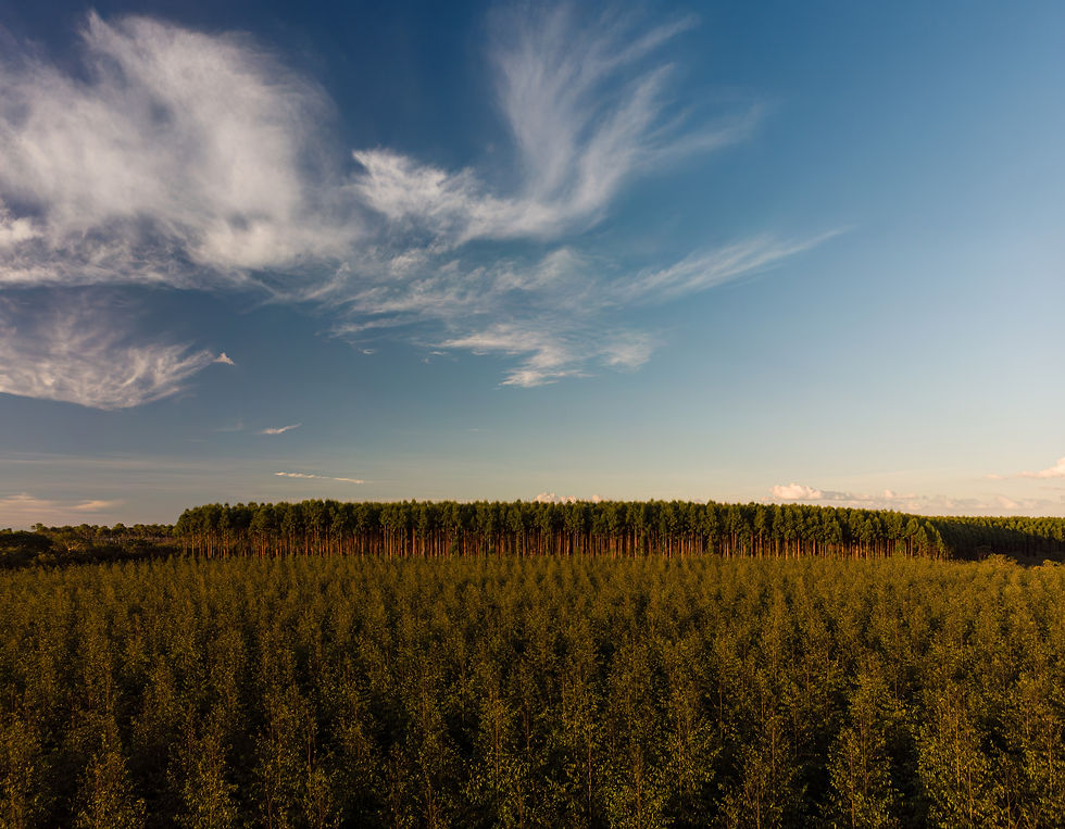 The Forest Company by Thiago Theo-161 - expanded.jpg