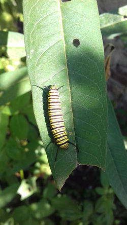 Oruga de mariposa monarca en bandera española