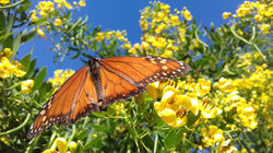 Mariposa monarca en sen del campo
