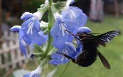 Abejorro en Salvia uliginosa