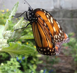 Mariposa monarca en malvavisco