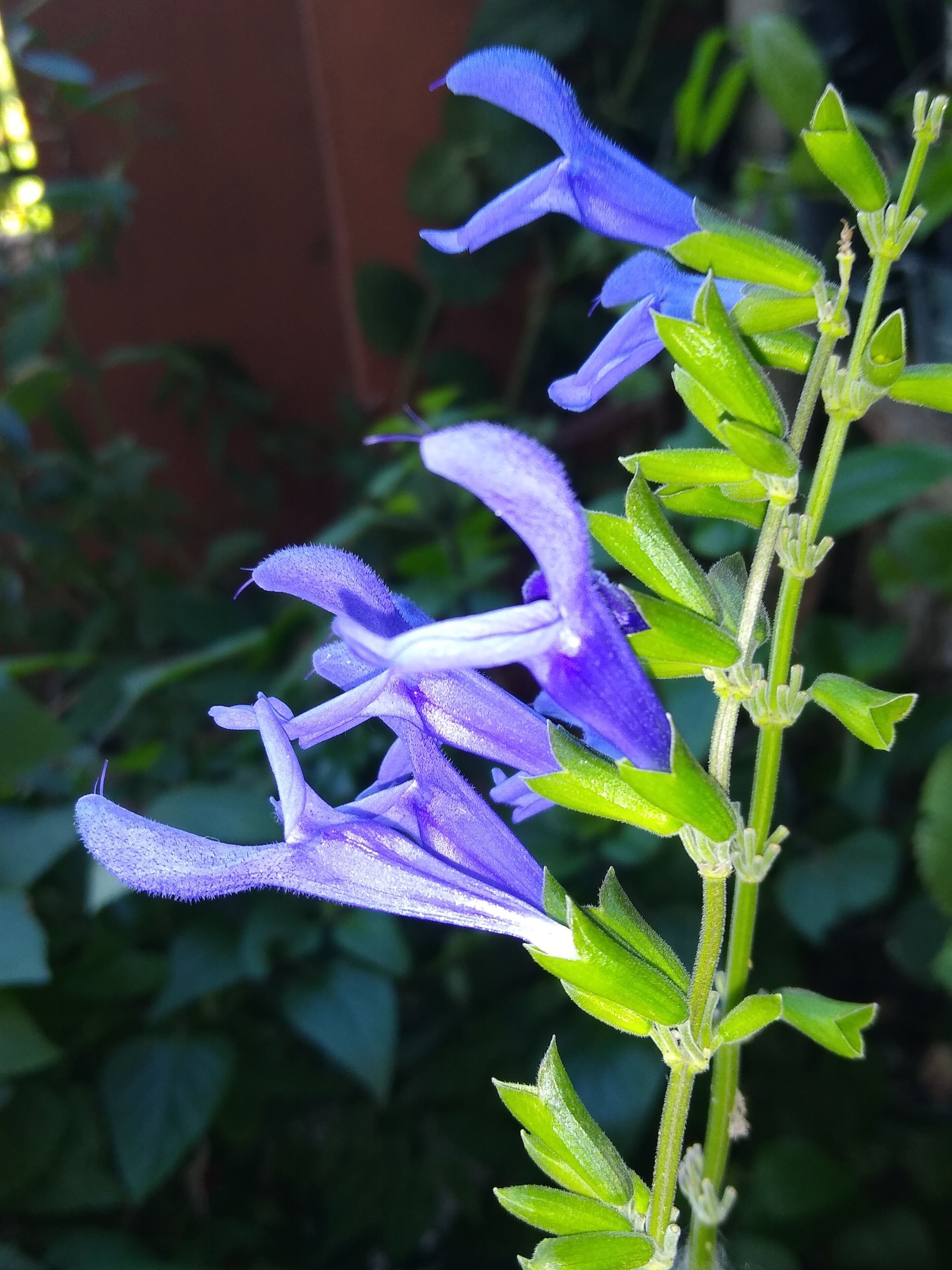 Salvia guaranítica