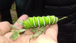 Oruga de mariposa de las chilcas