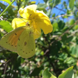 Mariposa en Pavonia sepium