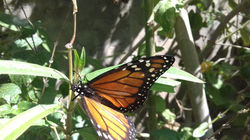Mariposa monarca en bandera española