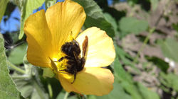 Abejorro en malvavisco grande