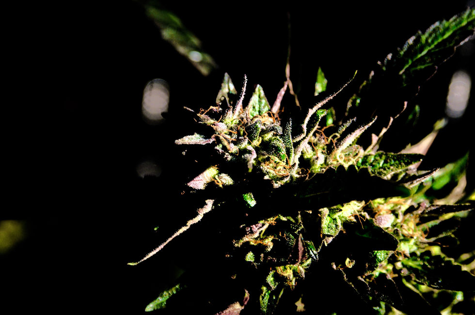 Pot_0949