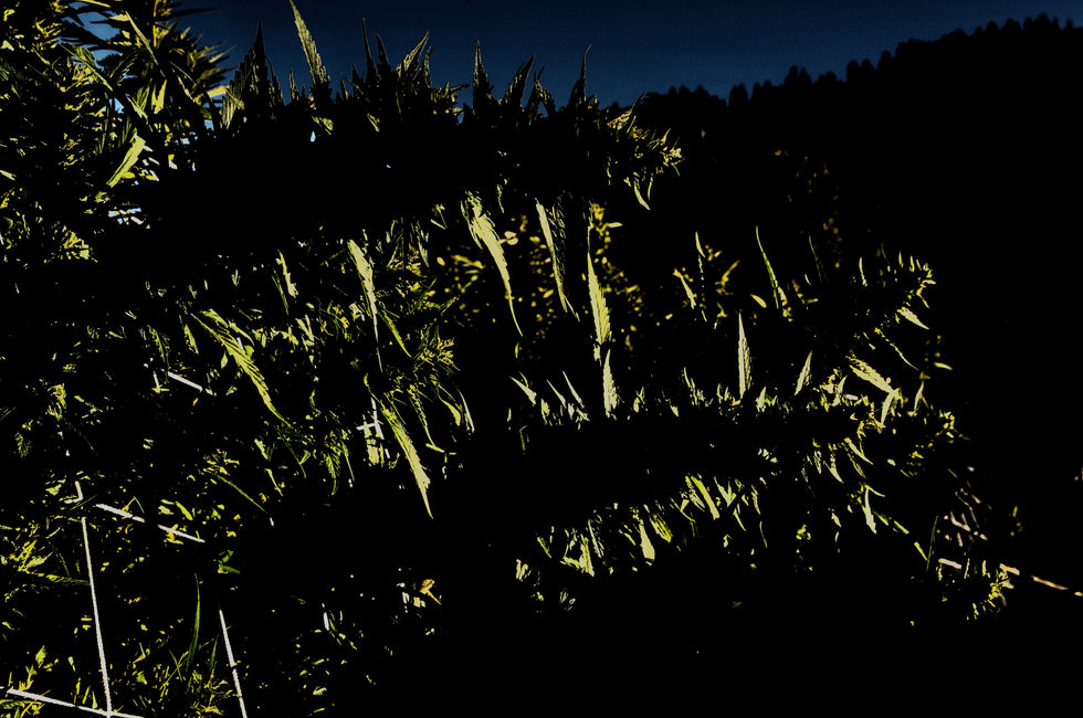 Pot_0929