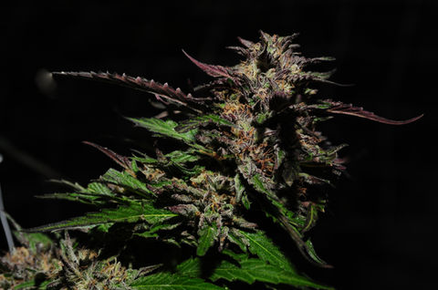 Artisy Buds
