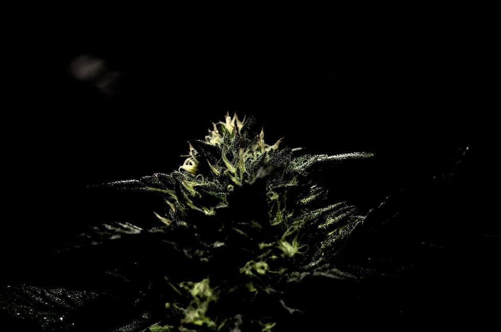 Pot_0223
