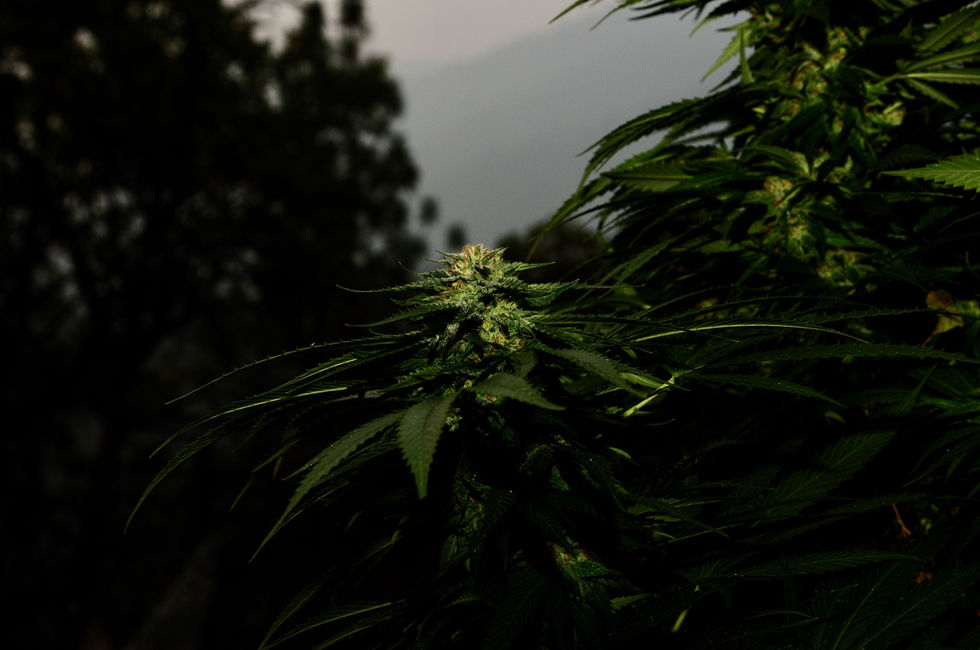 Pot_1358