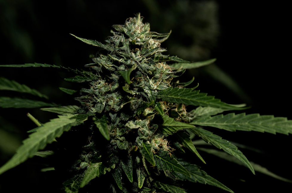 Pot_0951