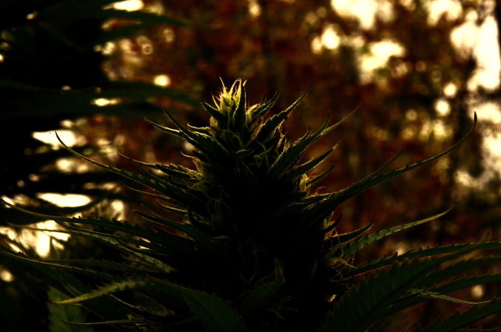 Pot_0166